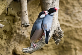 Indonesian birds face extinction due to pet trade 